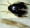 Psylliodes libertii